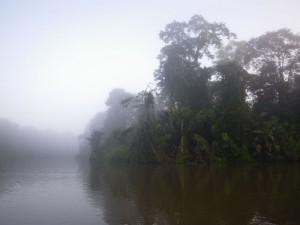 Morgennebel am Dschungelfluss