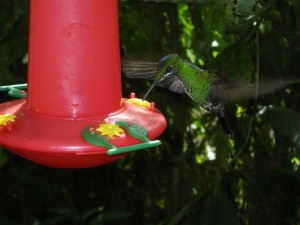 Kolibri steht in der Luft