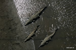 Krokodile im Fluss
