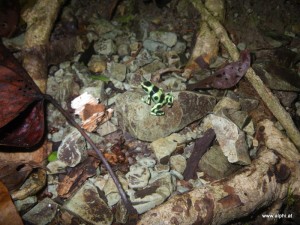 Grün-schwarzer Frosch