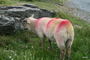 Buntes Schaf