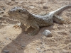 Reptil